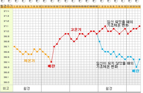 [난임치료] 배란일을 제대로 알자