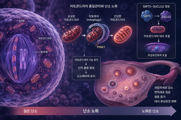 AI 생성 (ChatGPT, OpenAI) 이미지로 기사의 이해를 돕기 위한 참고용 시각 자료입니다.